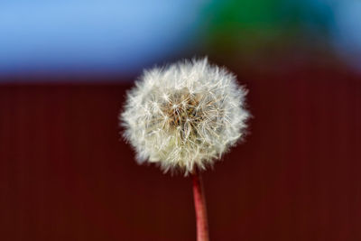 Close-up of dandelion flower