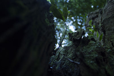 Close-up of moss growing on tree trunk