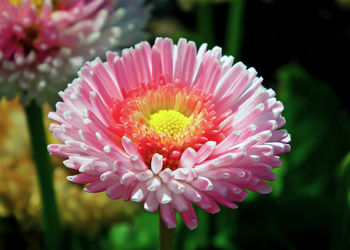 Close-up of pink flower