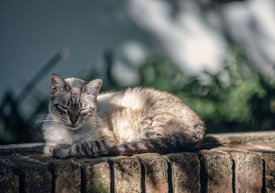 Portrait of a cat against the wall