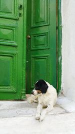 Dog on house door