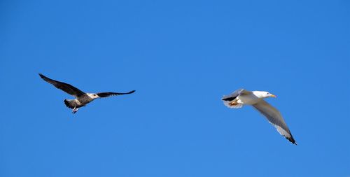 Low angle view of seagulls flying in sky