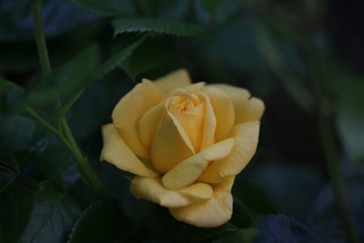Close-up of yellow rose