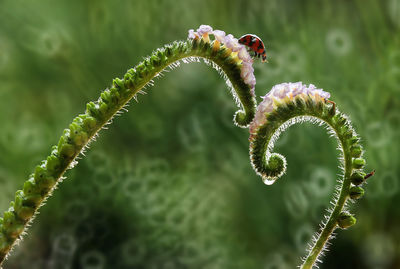 Close-up of insect on plant