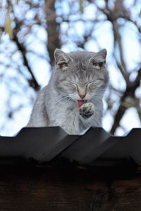 Close-up of cat sitting on tree