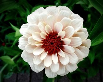 Close-up of flower blooming outdoors