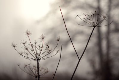 Close-up of wilted plant against sky