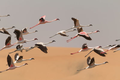 Low angle view of birds flying