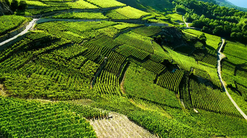 Beautiful agricultural green fields and farms landscape - nature landscape