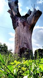 Low angle view of trees against cloudy sky