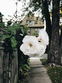 Close-up of white flowers blooming on tree