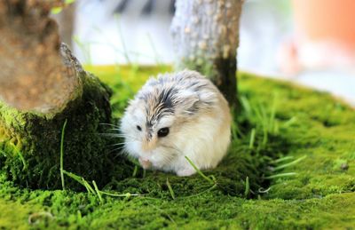 Close-up of hamster on bonsai tree