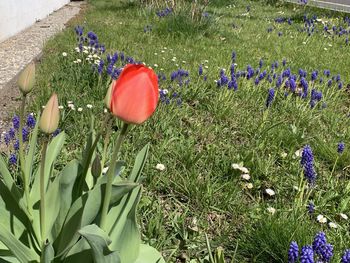 Close-up of fresh purple crocus flowers in field