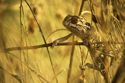 Close-up of chamaeleon chilling in plant