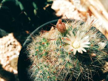 Close-up of succulent plant