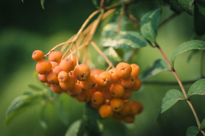 Close-up of fruits on tree