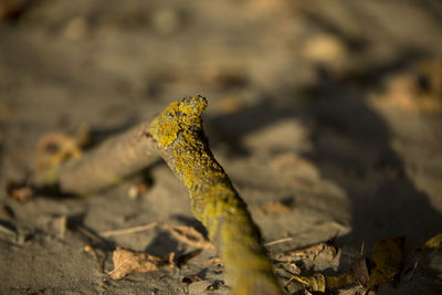 Close-up of lizard on dry leaf