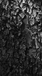 Detail shot of tree trunk