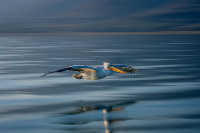 Bird flying over lake