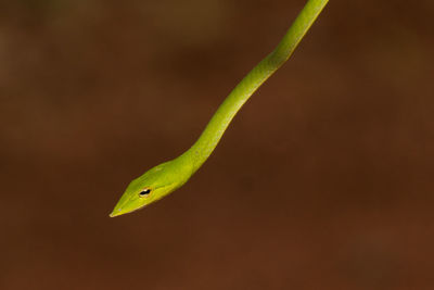 Potrait shot of green vine snake