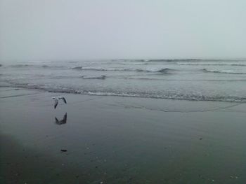 Seagull flying over beach