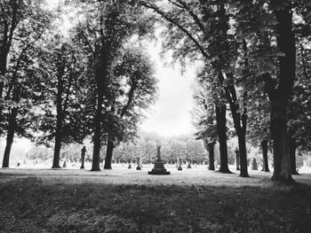 Trees in park