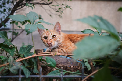 Cat peeking at viewer behind leaves