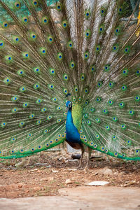 Peacock on a field