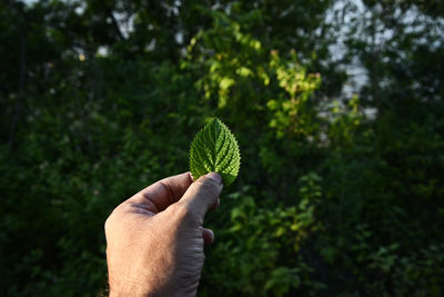 Close-up of hand holding plant