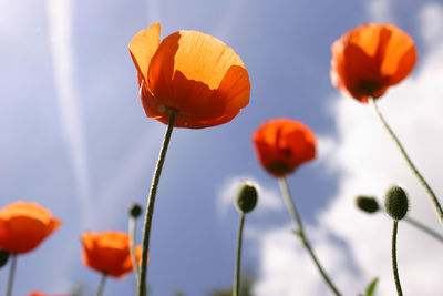 Close-up of orange poppy flowers against sky