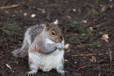 High angle view of squirrel on field