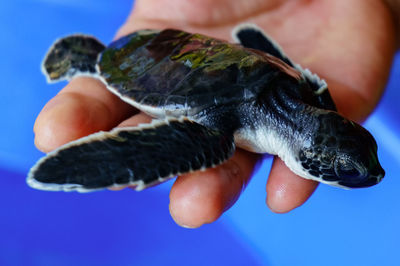 Hand holding a baby turtle