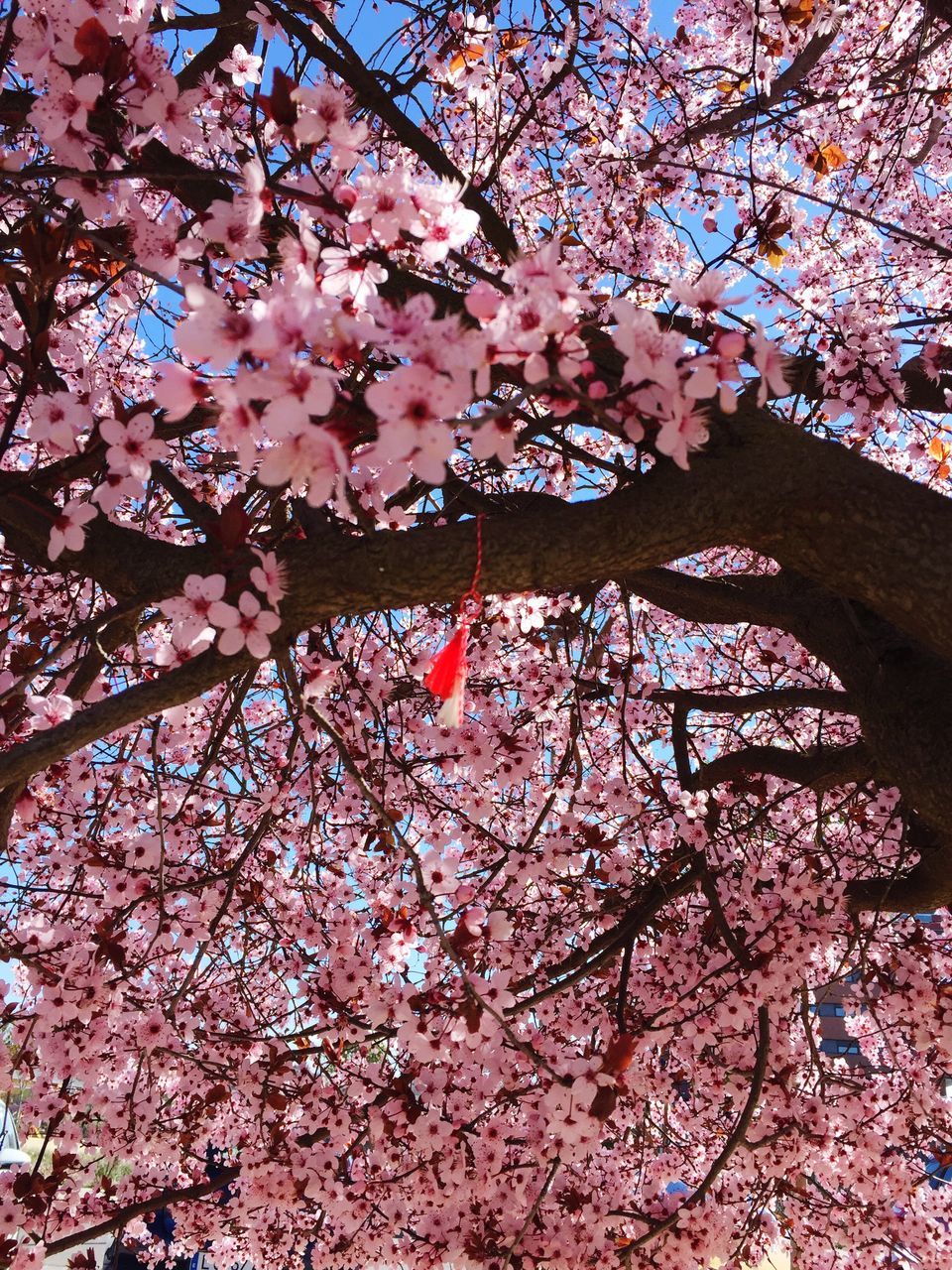 flower, branch, tree, low angle view, freshness, cherry blossom, blossom, cherry tree, growth, fragility, pink color, beauty in nature, nature, springtime, in bloom, fruit tree, blooming, pink, sky, orchard