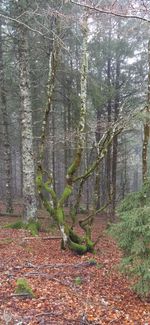 Trees growing in forest