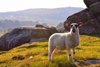 Sheep grazing on field