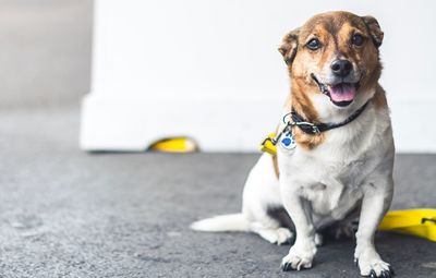 Close-up portrait of dog