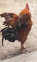 Close-up of rooster