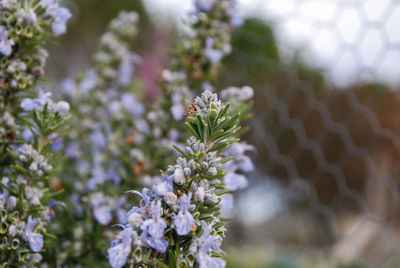 Close-up of flowers blooming outdoors