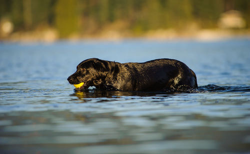 Black labrador carrying ball in river