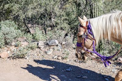 Horse standing on dirt