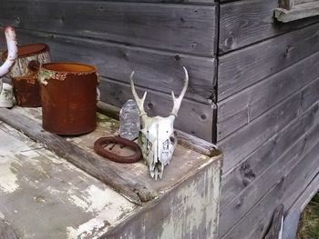 Close-up of cat on wood