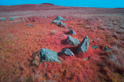 High angle view of rock on land