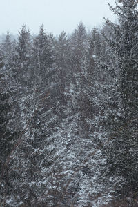 Full frame shot of snow covered trees in forest
