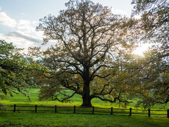 Trees on landscape against sky