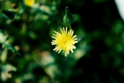 Close-up of yellow flower blooming outdoors