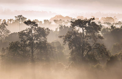 Sun light through fog and clouds above the forest. spruce trees on the hill viewed from below