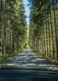 Road amidst trees in forest