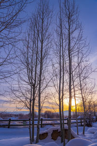 Bare trees on snow covered field against sky