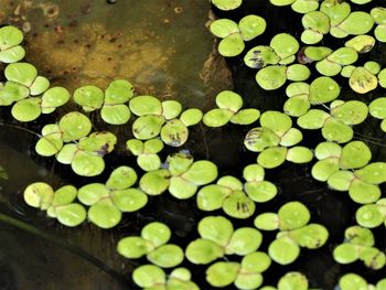 High angle view of lotus leaves floating on water