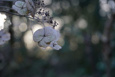 Close-up of purple flowering plant
